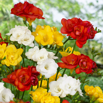 Double Freesia Collection in Orange, Yellow and White
