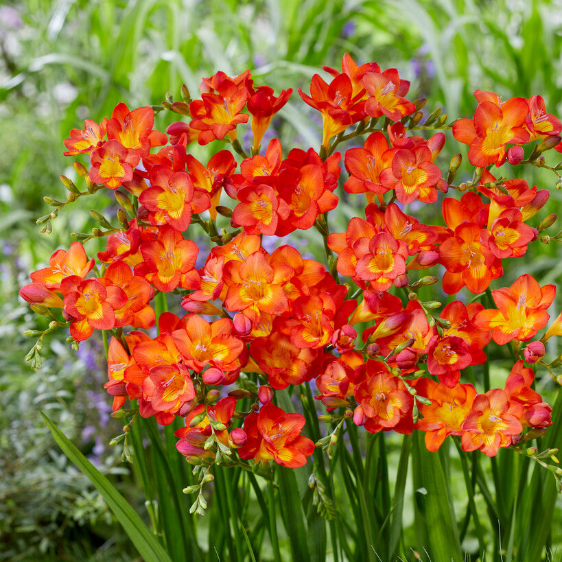 Freesia Single Bi Color Flower Bulbs