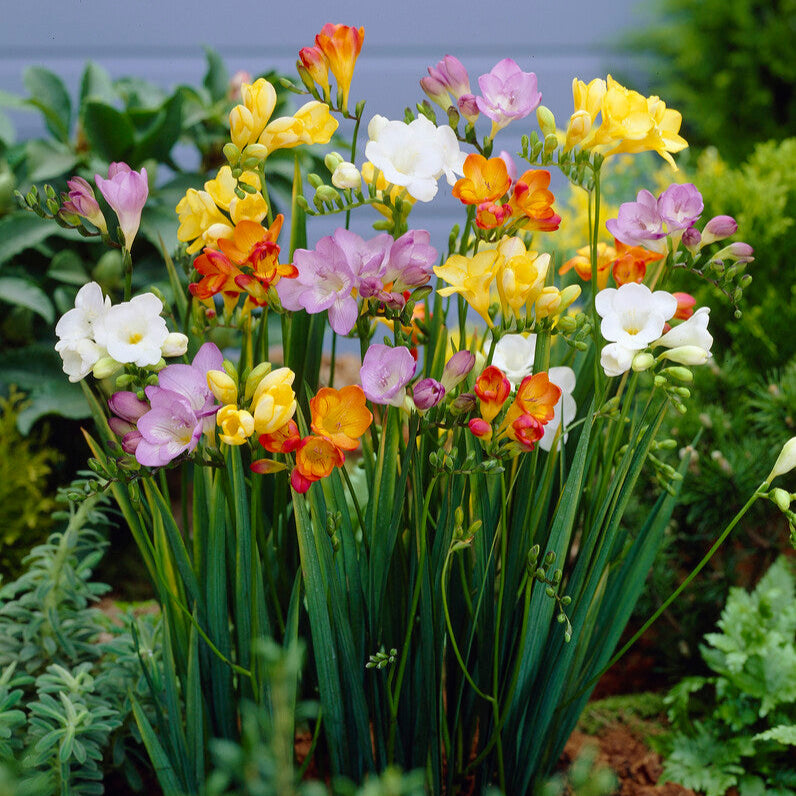 Mixed Freesia Bulbs Blooming in Garden