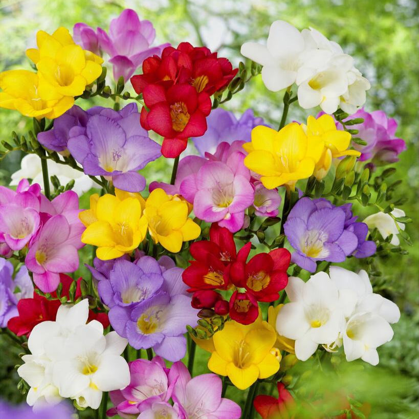 Mixed Freesia Flowers in Garden