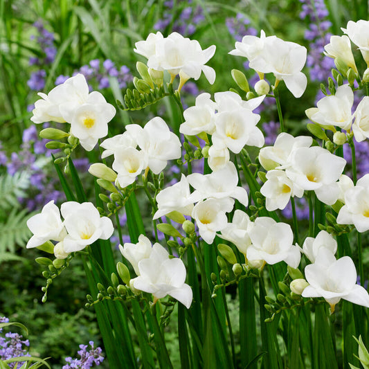 White Freesia Bulbs Blooming in Garden