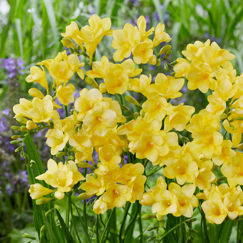 Yellow Freesia Flowers in Garden