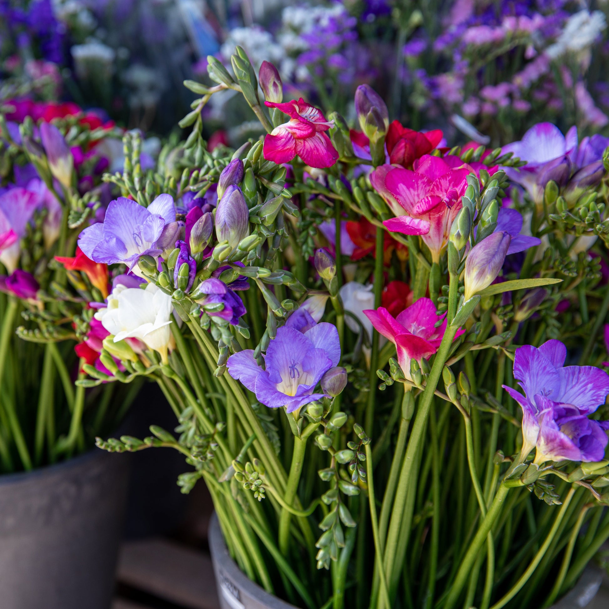 Pink, Blue & White Freesia Flowers in Vase