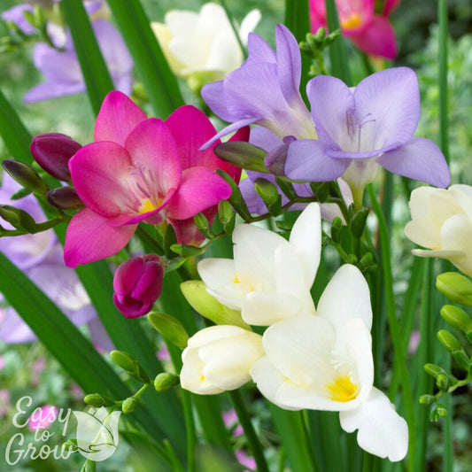 White, Pink & Blue Freesias blooming