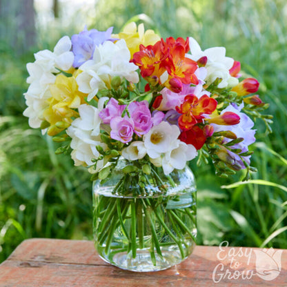 colorful freesia bouquet blooming in vase
