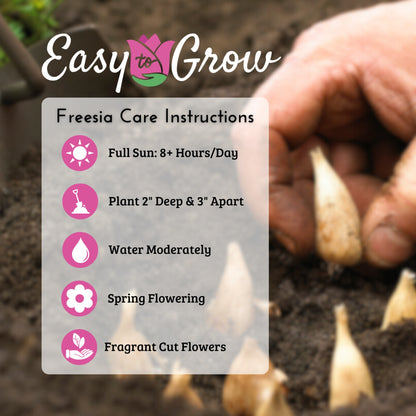 Freesia bulb planting care instructions