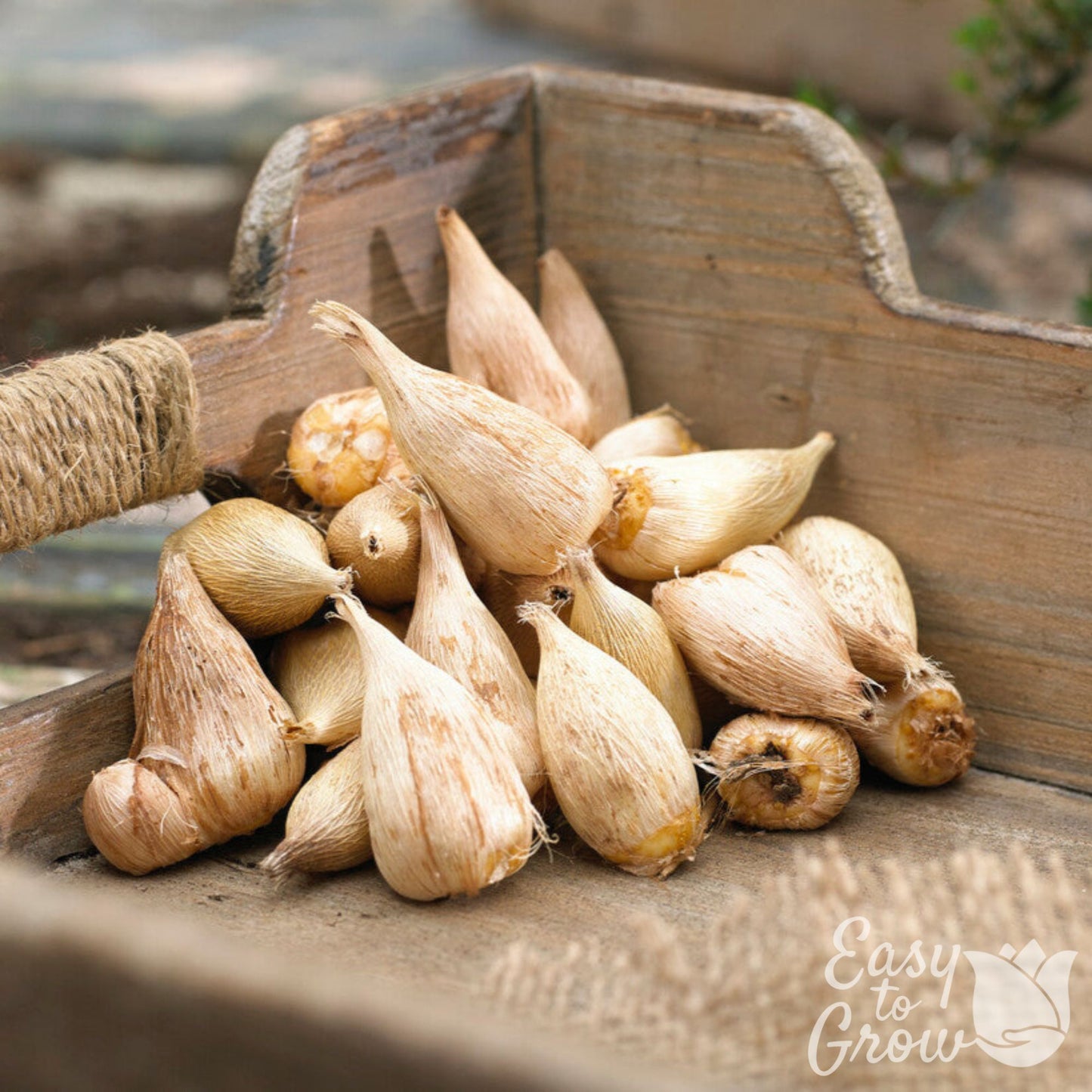 Freesia bulbs for sale