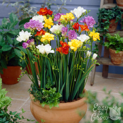 Mixed Double Freesia Flowers Blooming In Pot