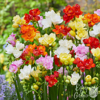 Freesia Double Flowering Colorful Mix Blooms