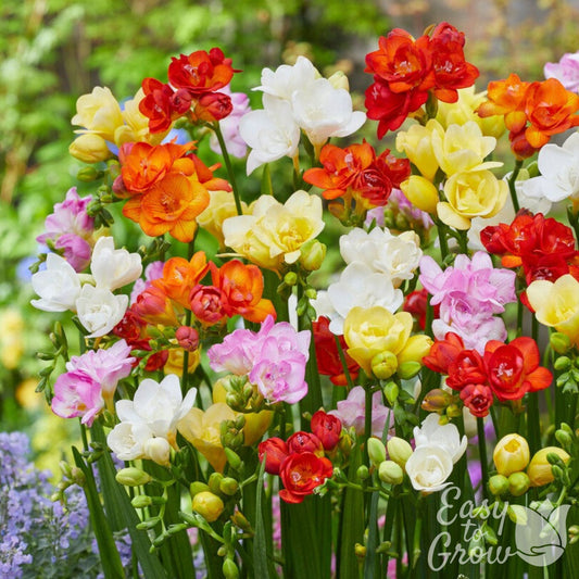 Freesia Double Flowering Colorful Mix Blooms