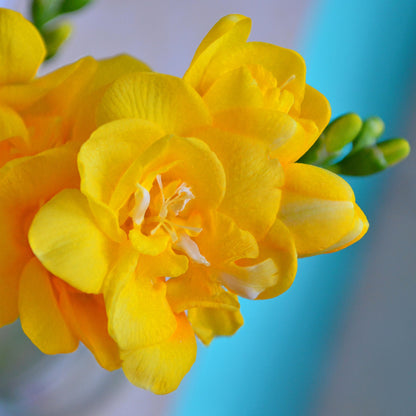 Closeup of Yellow Freesia Flower