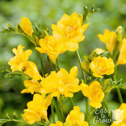 Double Yellow Freesia Flowers
