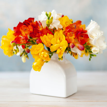 Red-orange bicolor, yellow and white Freesia flowers in vase