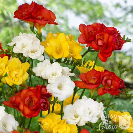 Double Freesia blooms in red bicolor, yellow and white
