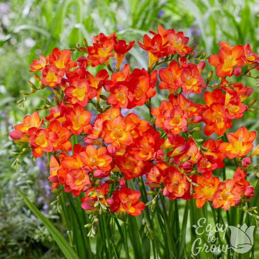 Freesia single bicolor flowers blooming in garden