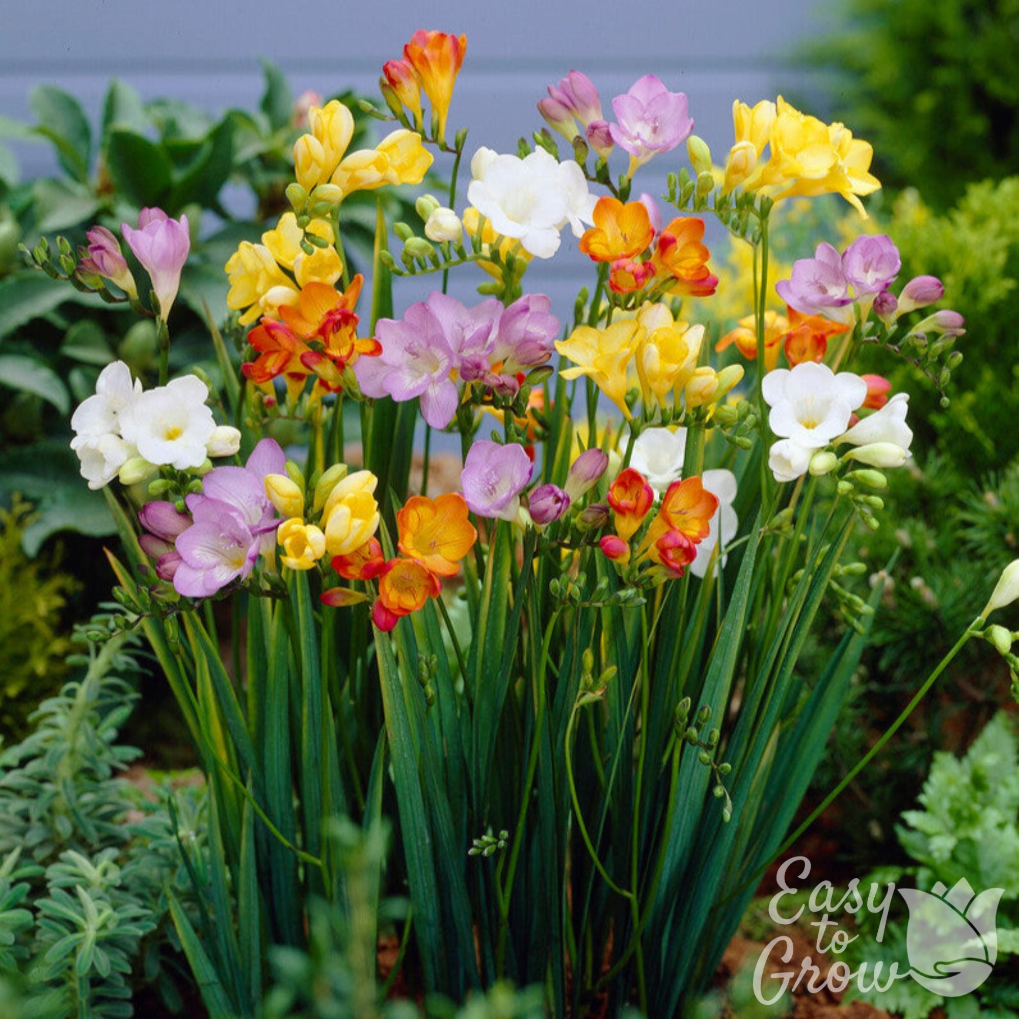 Fragrant & Colorful Freesia Bulbs for Sale Online | Singles Mix – Easy ...