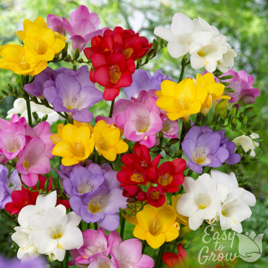Colorful mixed Freesia flowers