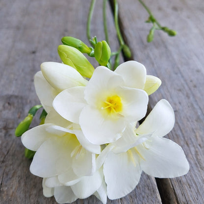 white freesia flower blooming