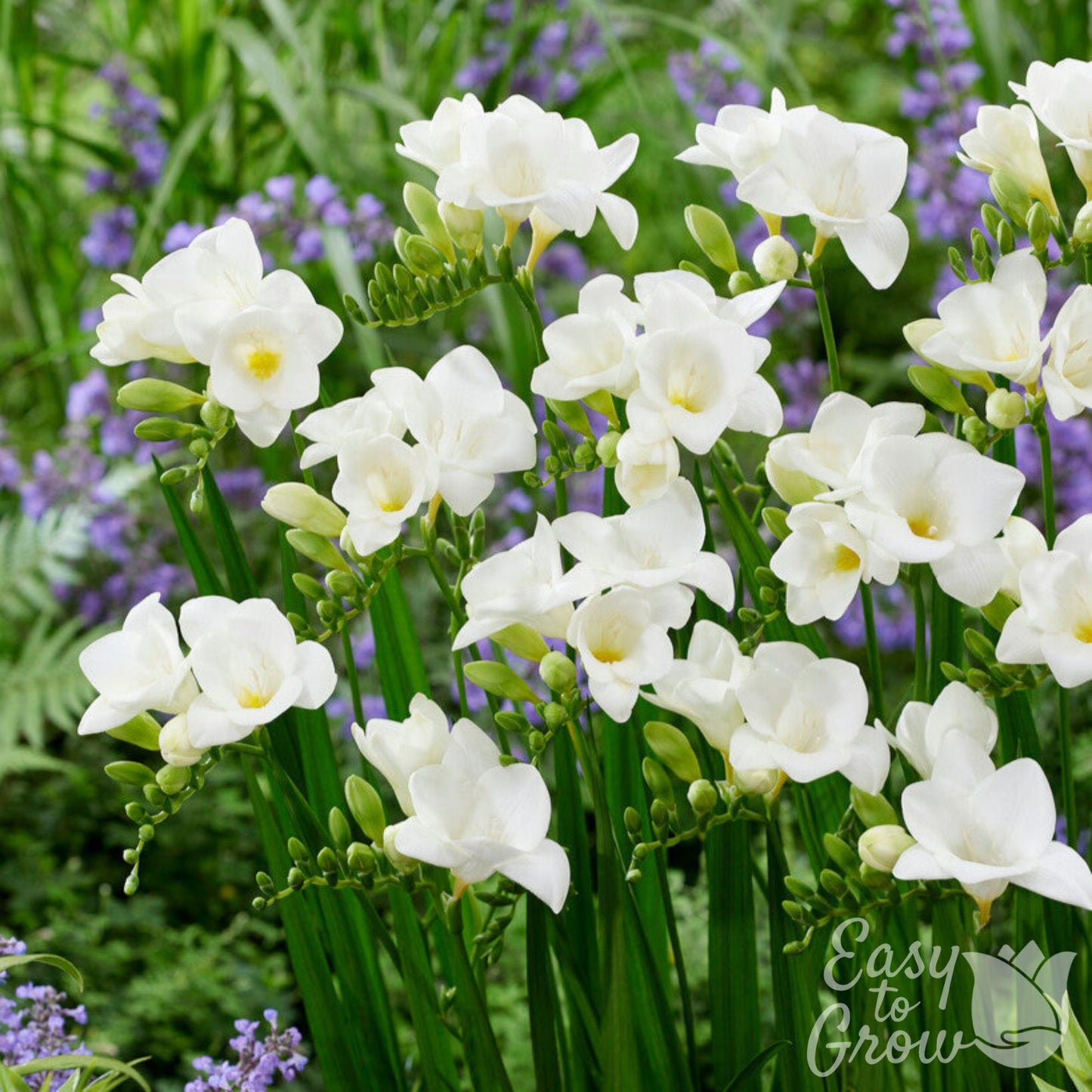 White Freesia Bulbs Blooming in Garden