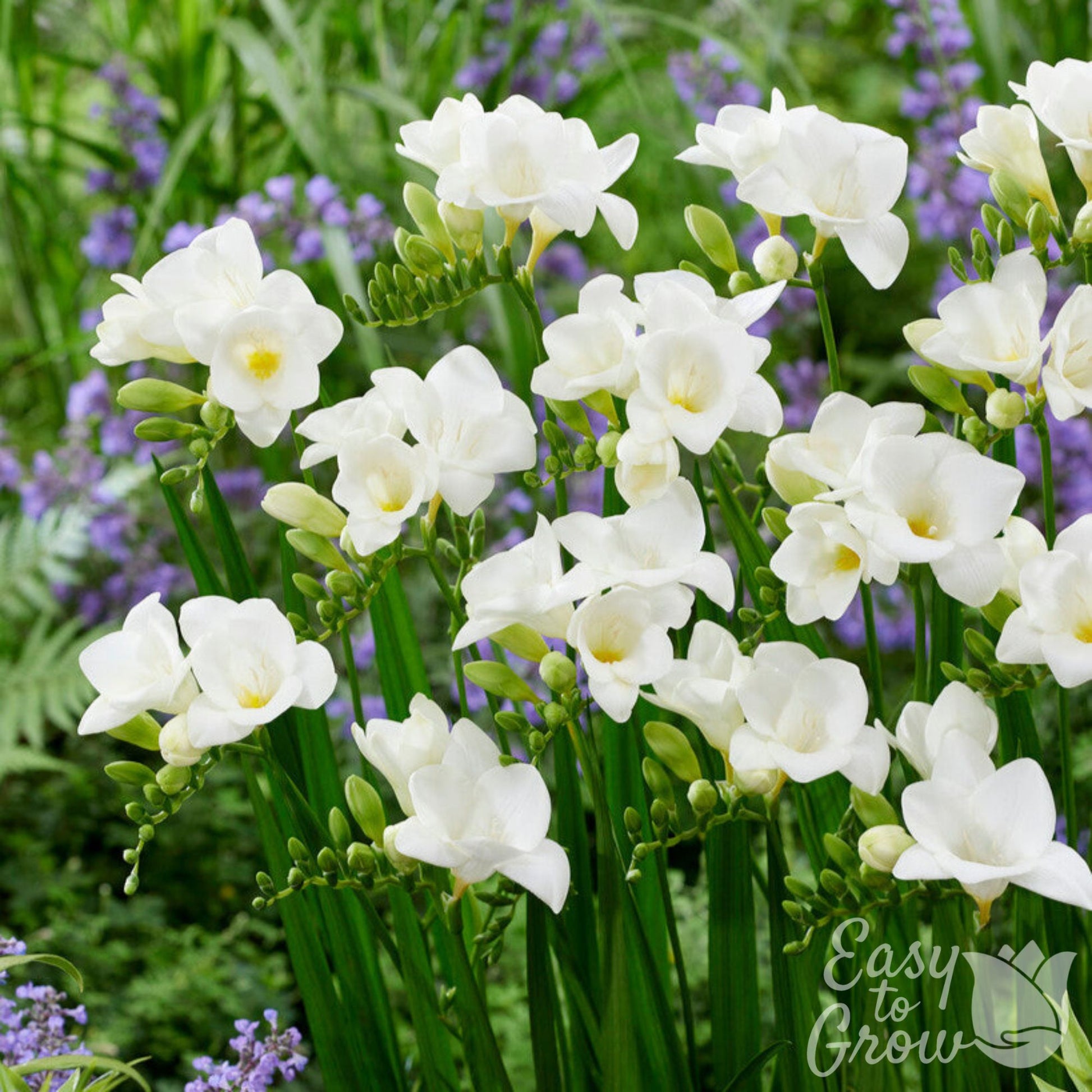 White Freesia Bulbs Blooming in Garden