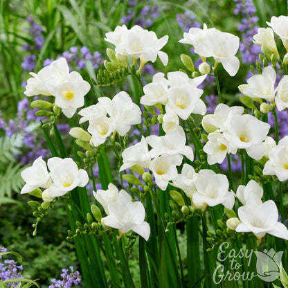 White Freesia Bulbs Blooming in Garden