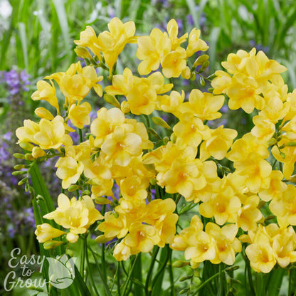 Yellow freesia flowers blooming in the garden