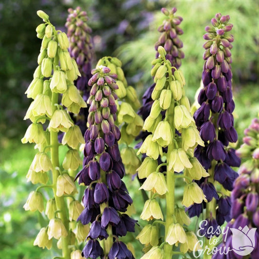 plum and green-white fritillaria persica