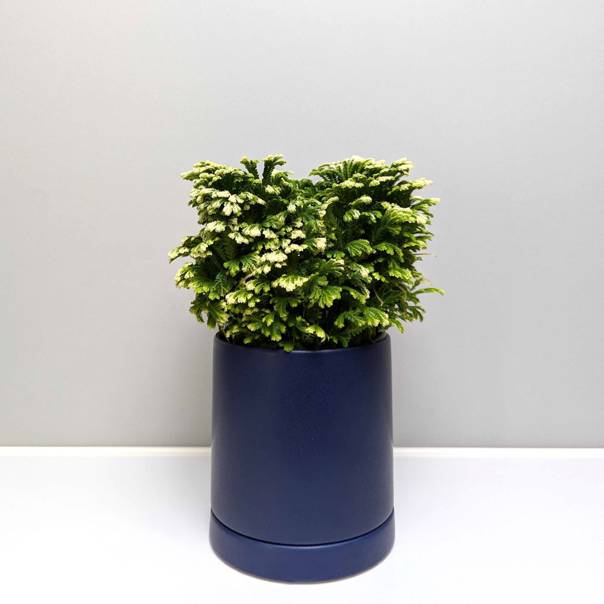 large fern house plant Frosty Fern Houseplants