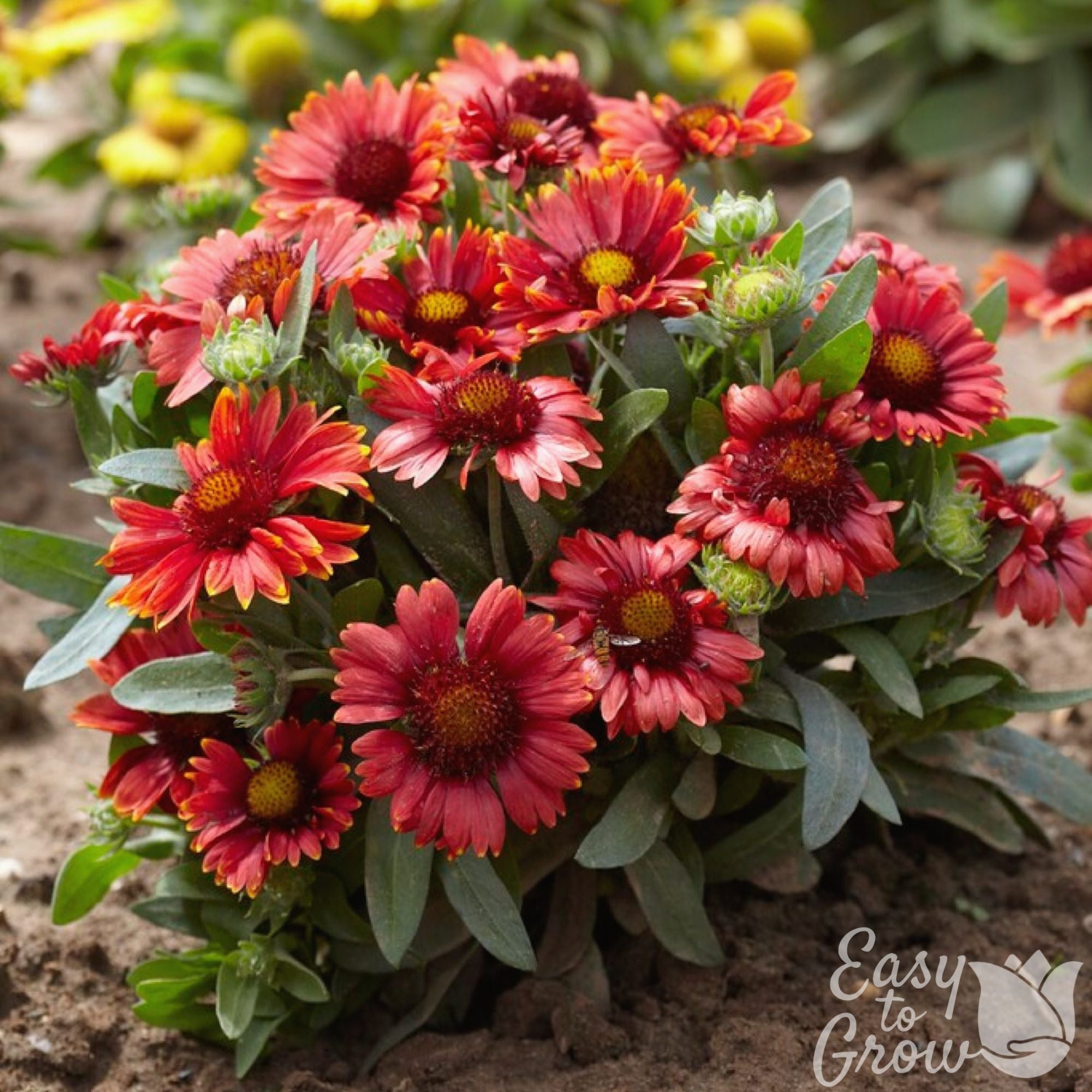Easy to Grow Bulbs Gaillardia Arizona Plant - Thumbnail 2