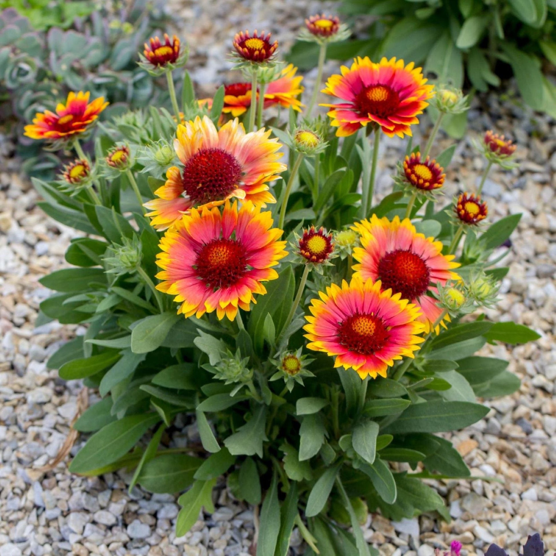 potted plants for arizona Gaillardia