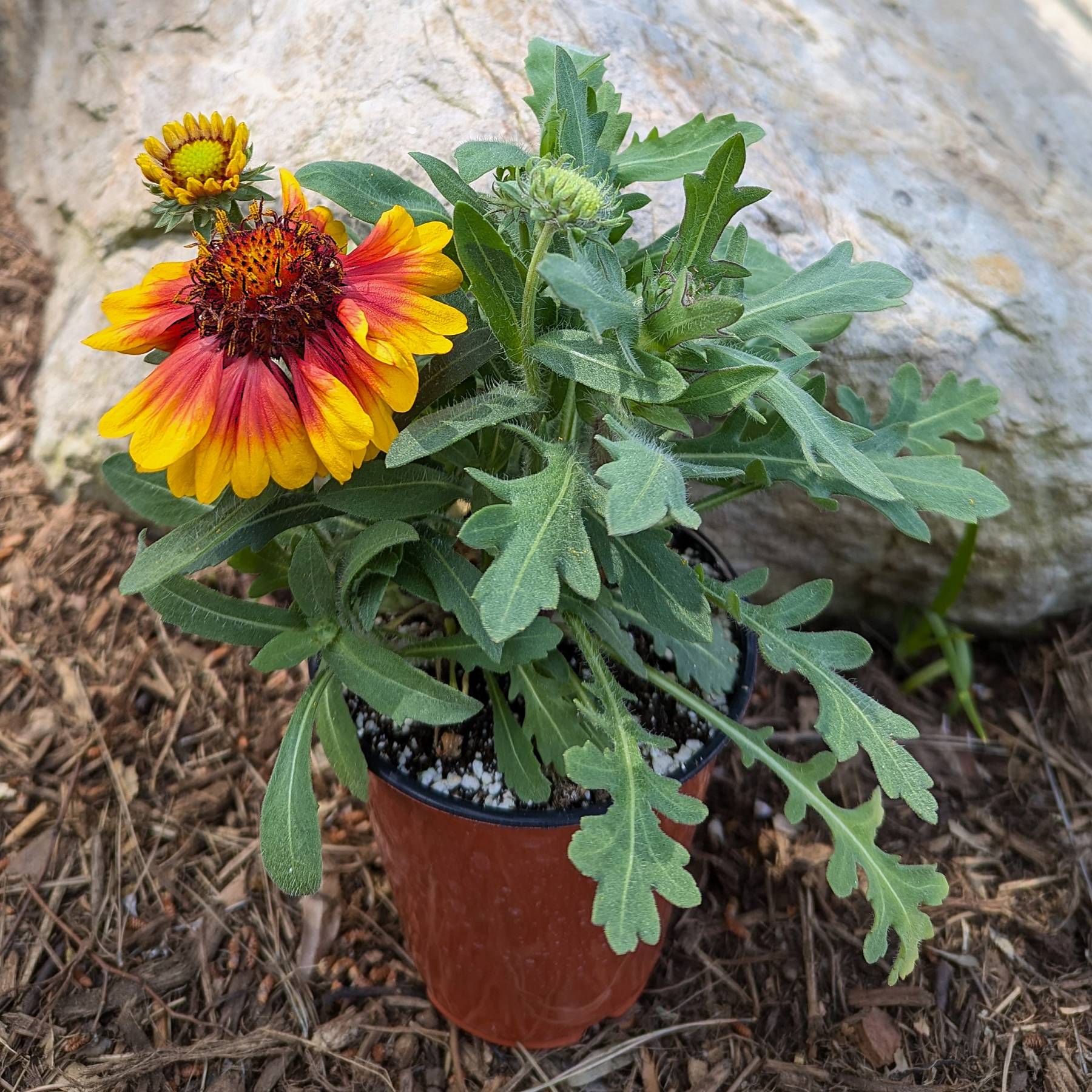 arizona plants for pots Easy to Grow Bulbs Gaillardia