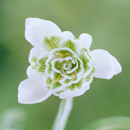 Galanthus Double Snowdrop Flore Pleno Flower Bulb Bloom