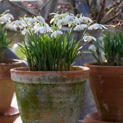 Galanthus Double Snowdrop Flore Pleno Early Spring Blooming Bulb in Pot