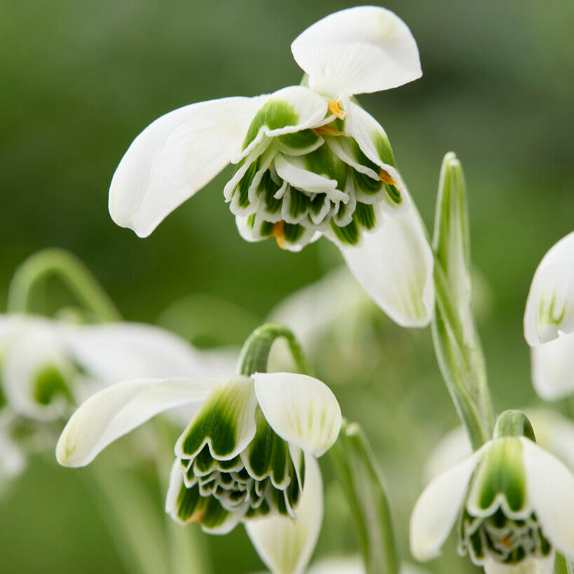 Close up of Galanthus Flore Pleno Flower