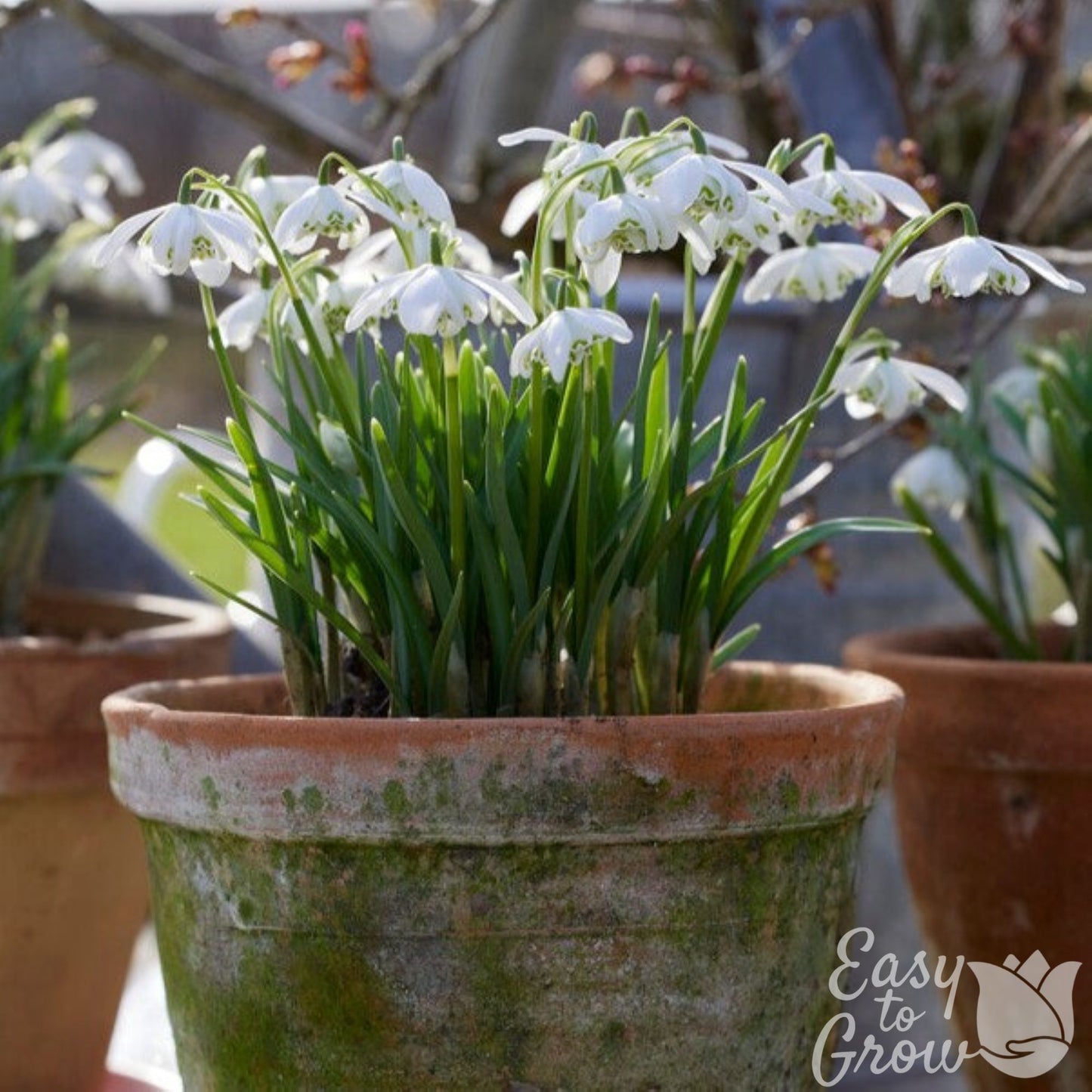 Galanthus Double Snowdrop Flore Pleno Early Spring Blooming Bulb in Pot