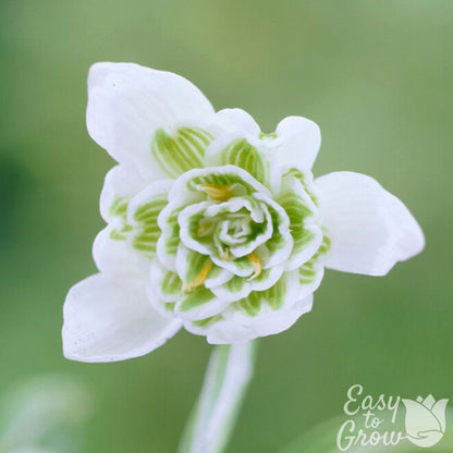 Galanthus Double Snowdrop Flore Pleno Flower Bulb Bloom