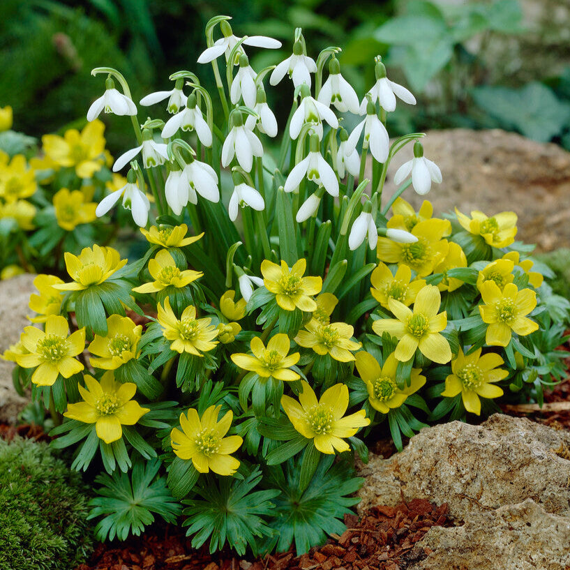 Galanthus and Eranthis Bulb Collection
