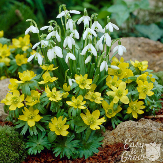 White Galanthus and Yellow Eranthis Flower Bulb Collection in bloom