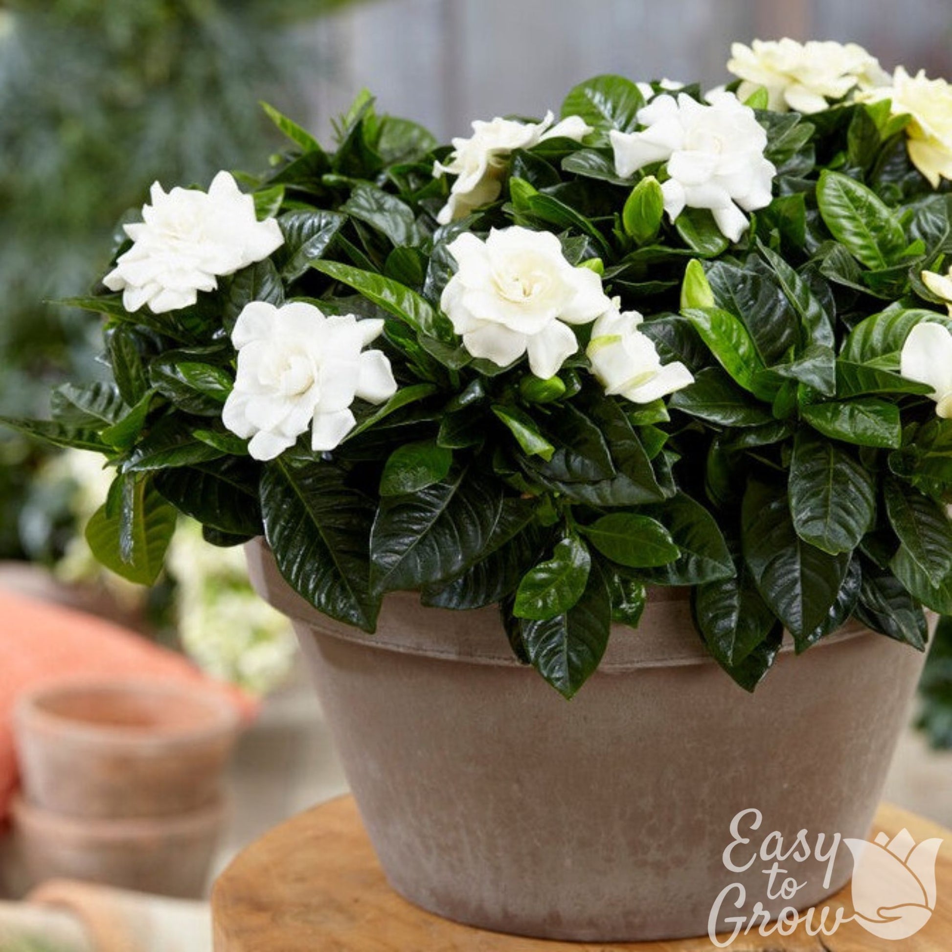 gardenia plant in pot Gardenia