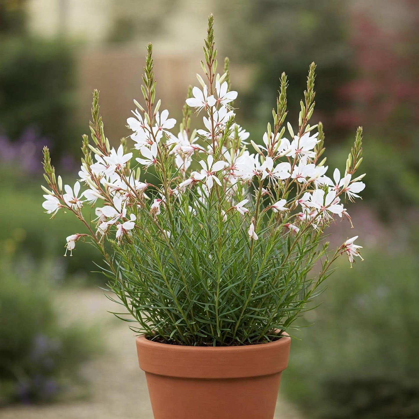 can gaura be planted in pots Easy to Grow Gaura White Seed