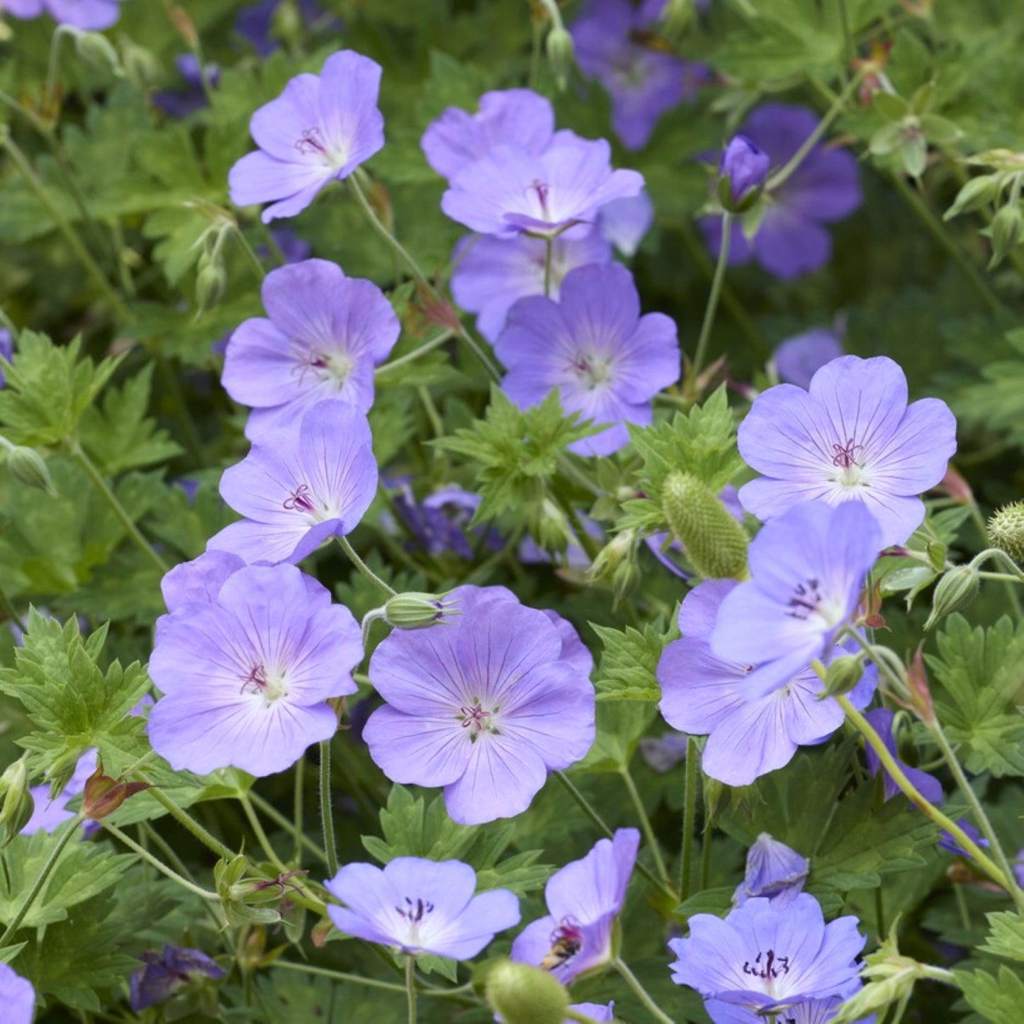 lavender-purple flowers of Geranium Rozanne cranesbill