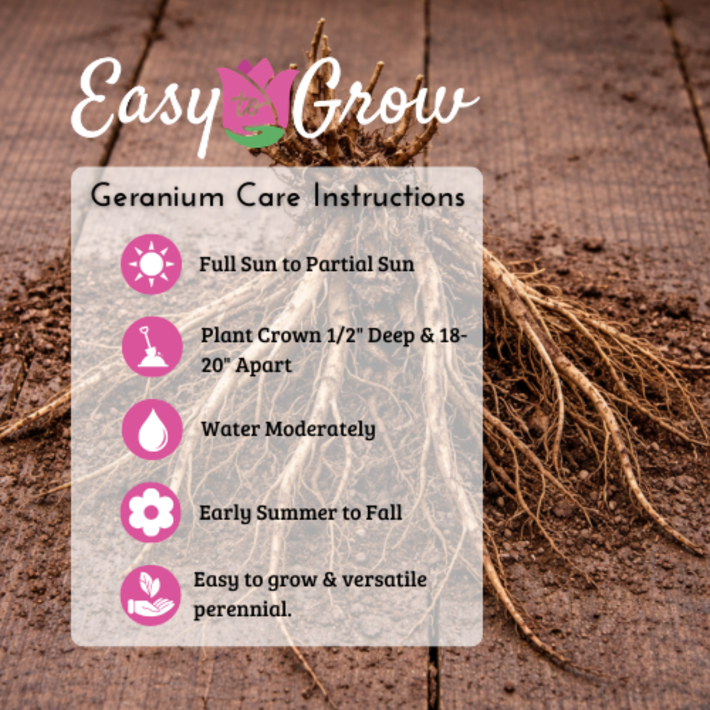 Geranium Patricia (Perennial Hardy Cranesbill)