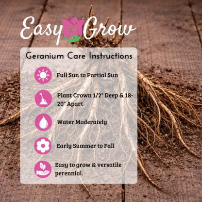 Geranium Patricia (Perennial Hardy Cranesbill)