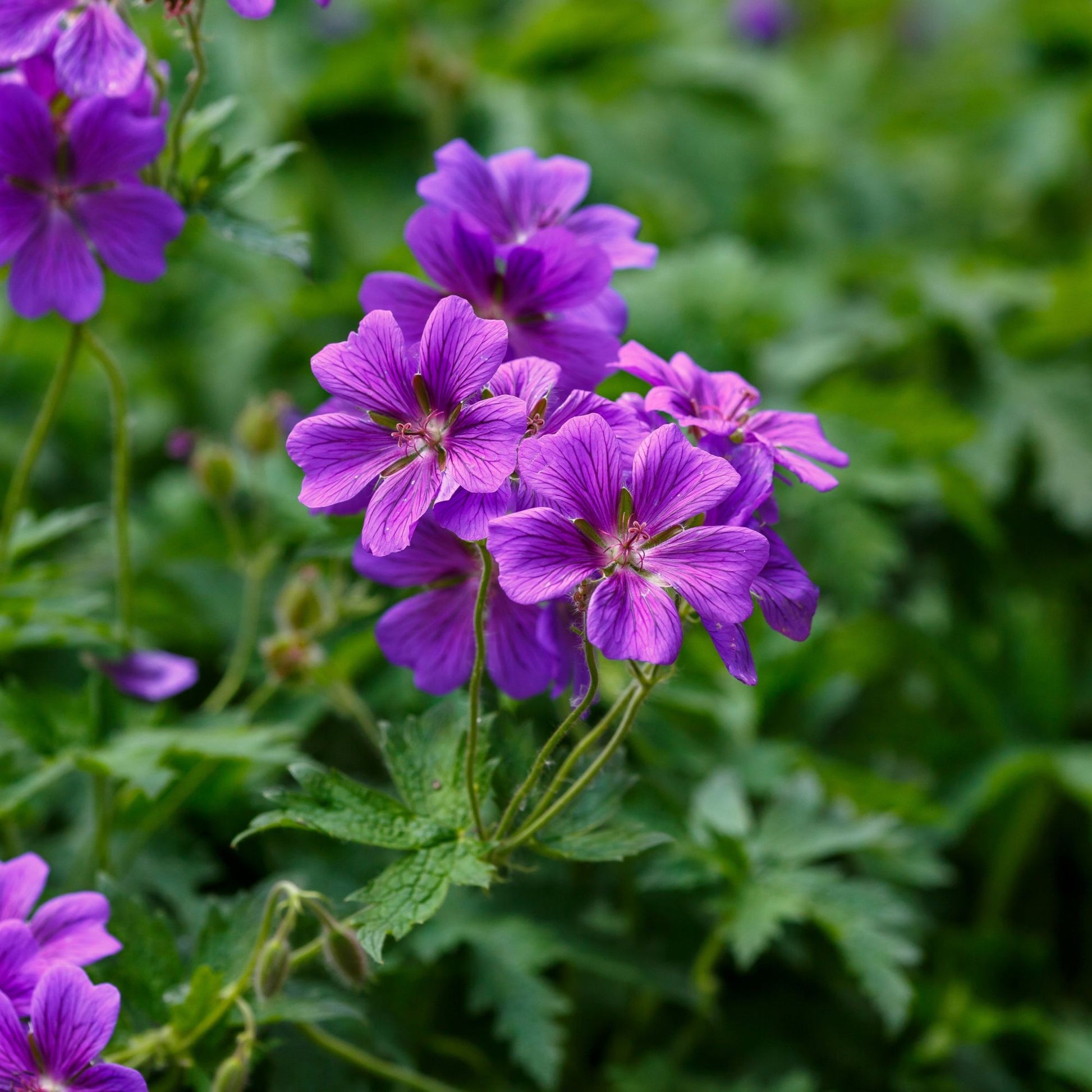 Bright purple flowers of Geranium Kashmir Purple