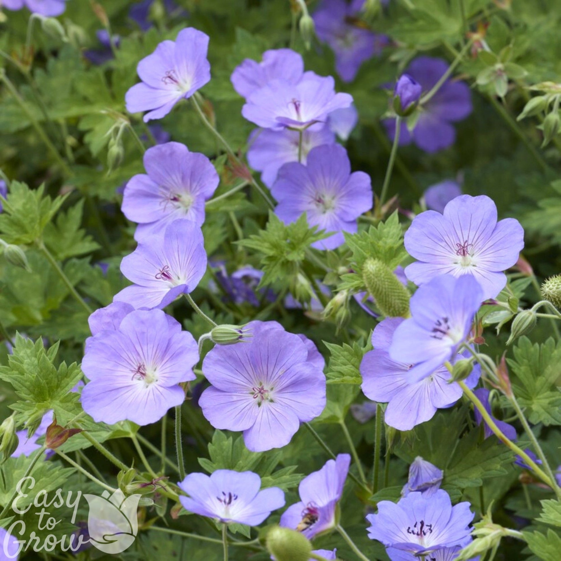 indoor geranium plants for sale Geranium Rozanne Potted Plant 2 Pack (Cranesbill)