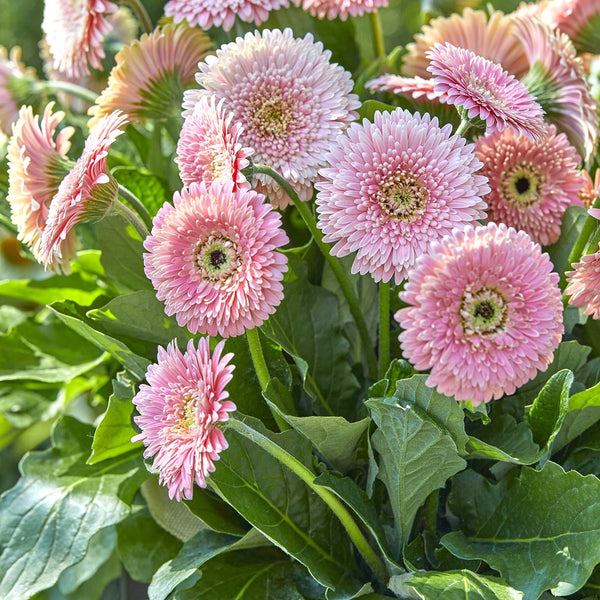 Gerbera Daisy Majestic Light Pink Potted Plants