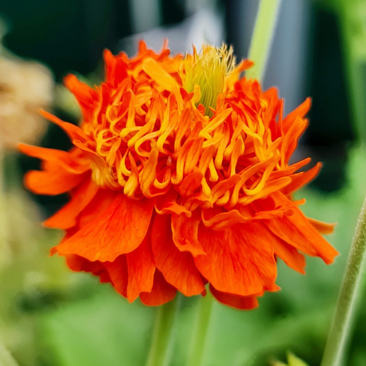 18+ P
erennials Orange Orange Flowers Perennials Names