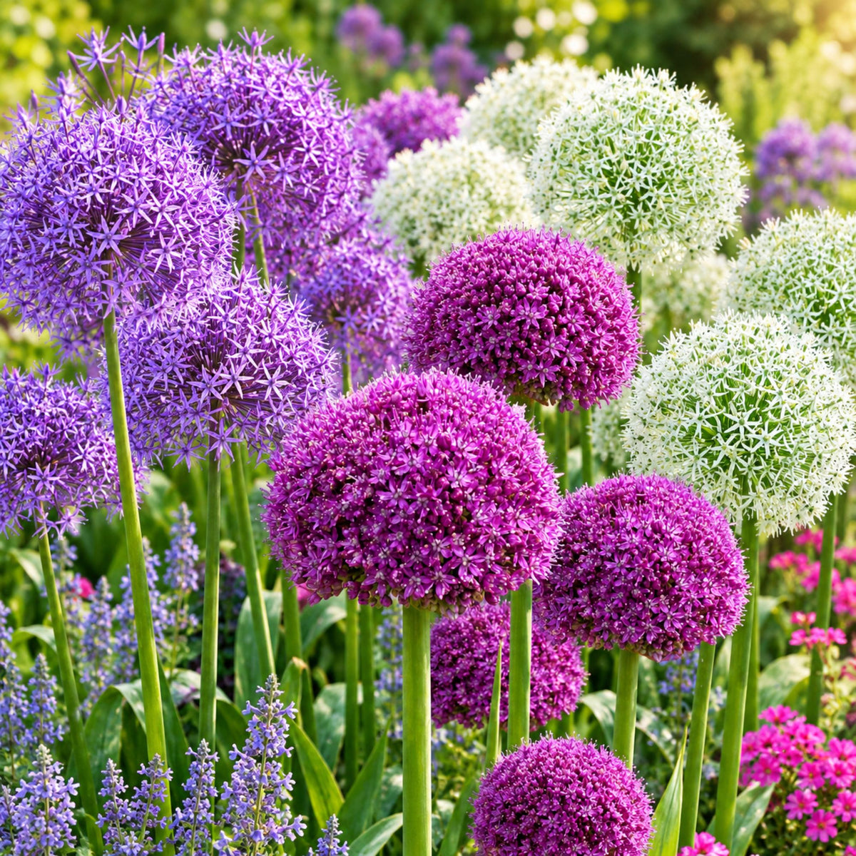 Close Up Allium Blooms of Purple & White