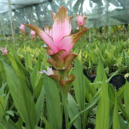 Ginger Maneekarn features light pink spires with rust tips and light lavender flowers