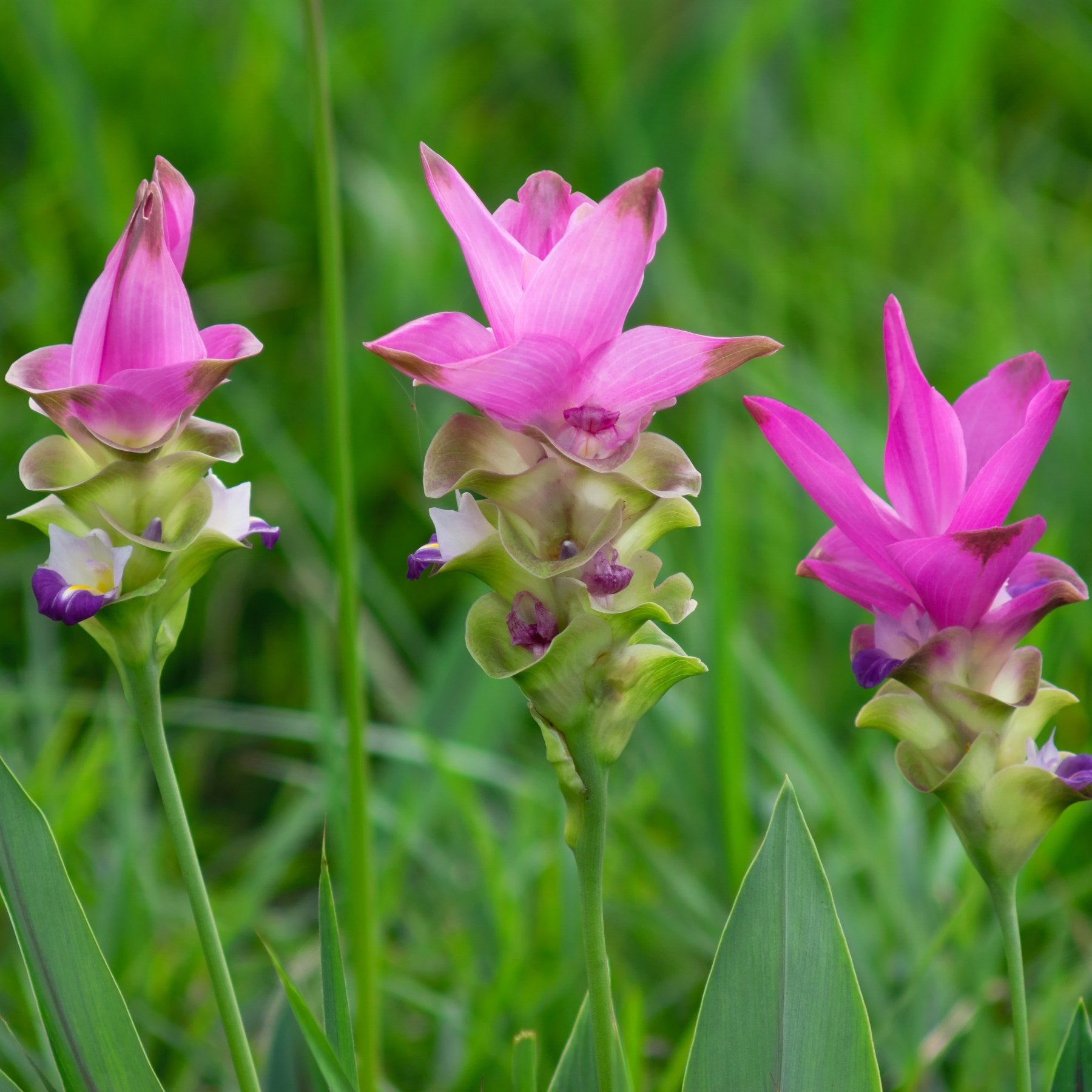 Growing Ginger Flower